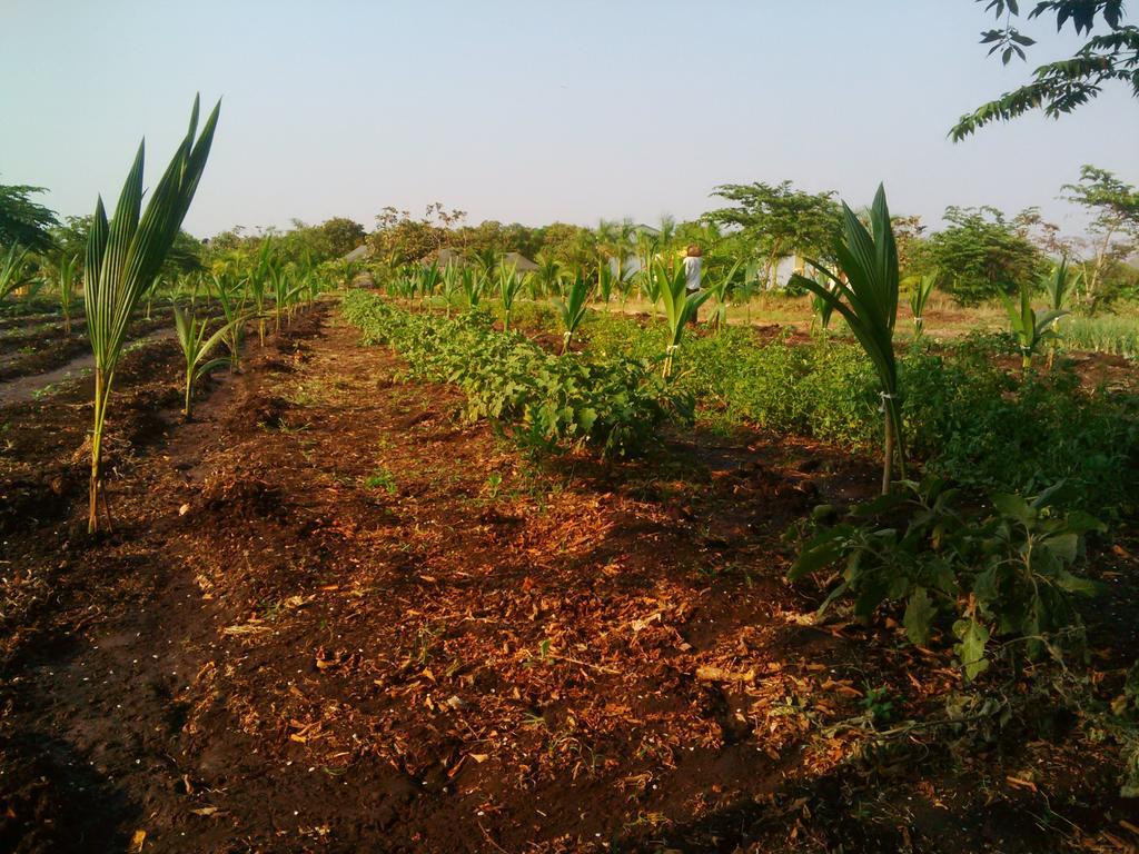 Gir Jungle Lodge Sasan Gir Bagian luar foto